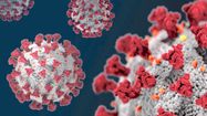 COVID – Un réservoir à virus dans l’intestin ?